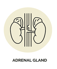 Adrenal Health