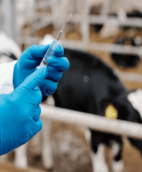 Antibiotics and Antibiotic Resistant Bacteria From Raising Livestock