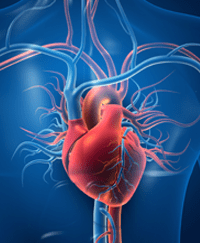 Cardiovascular - Heart Disease