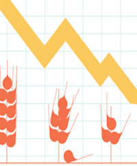 Declining Nutritional Value of Crops