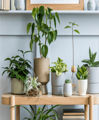 Indoor Plants in your Home