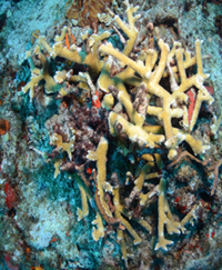 Loss of Coral Reefs