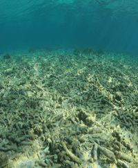 Ocean Acidification and Dead Zones