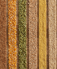 Seed Diversity and Crop Varieties Disappearing